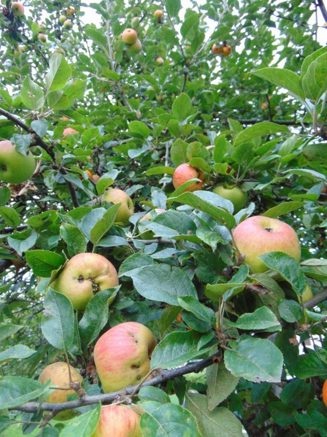 Apple House Villa Cetinje Eksteriør bilde